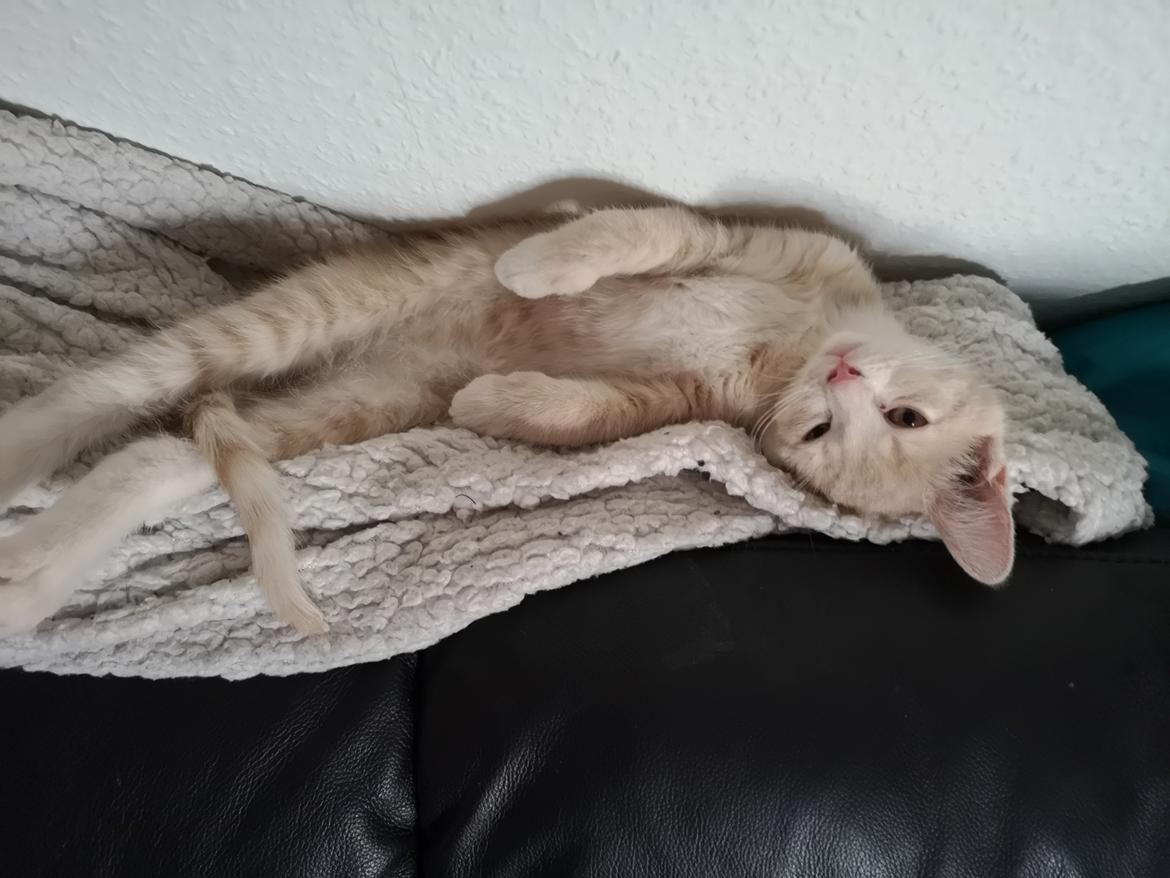 Huskat Kiara billede 9