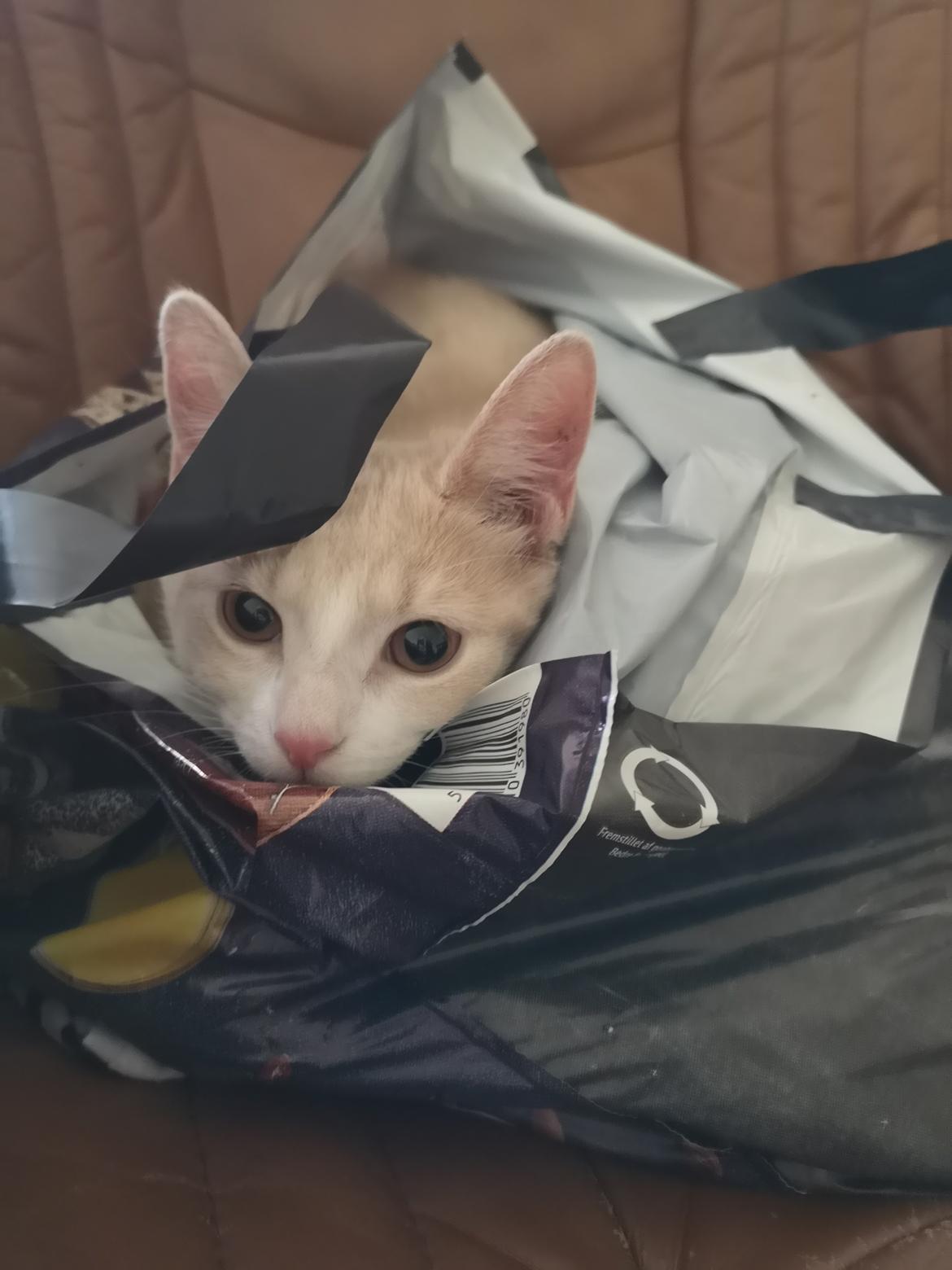 Huskat Kiara billede 10