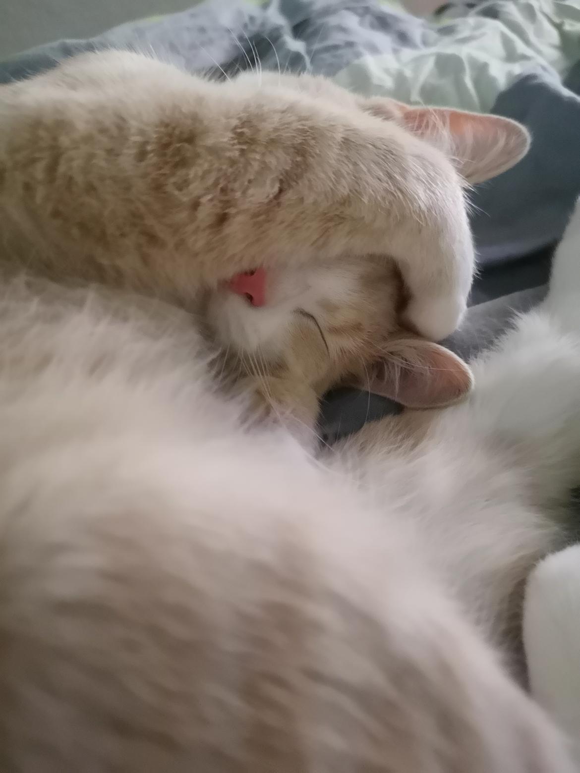Huskat Kiara billede 13
