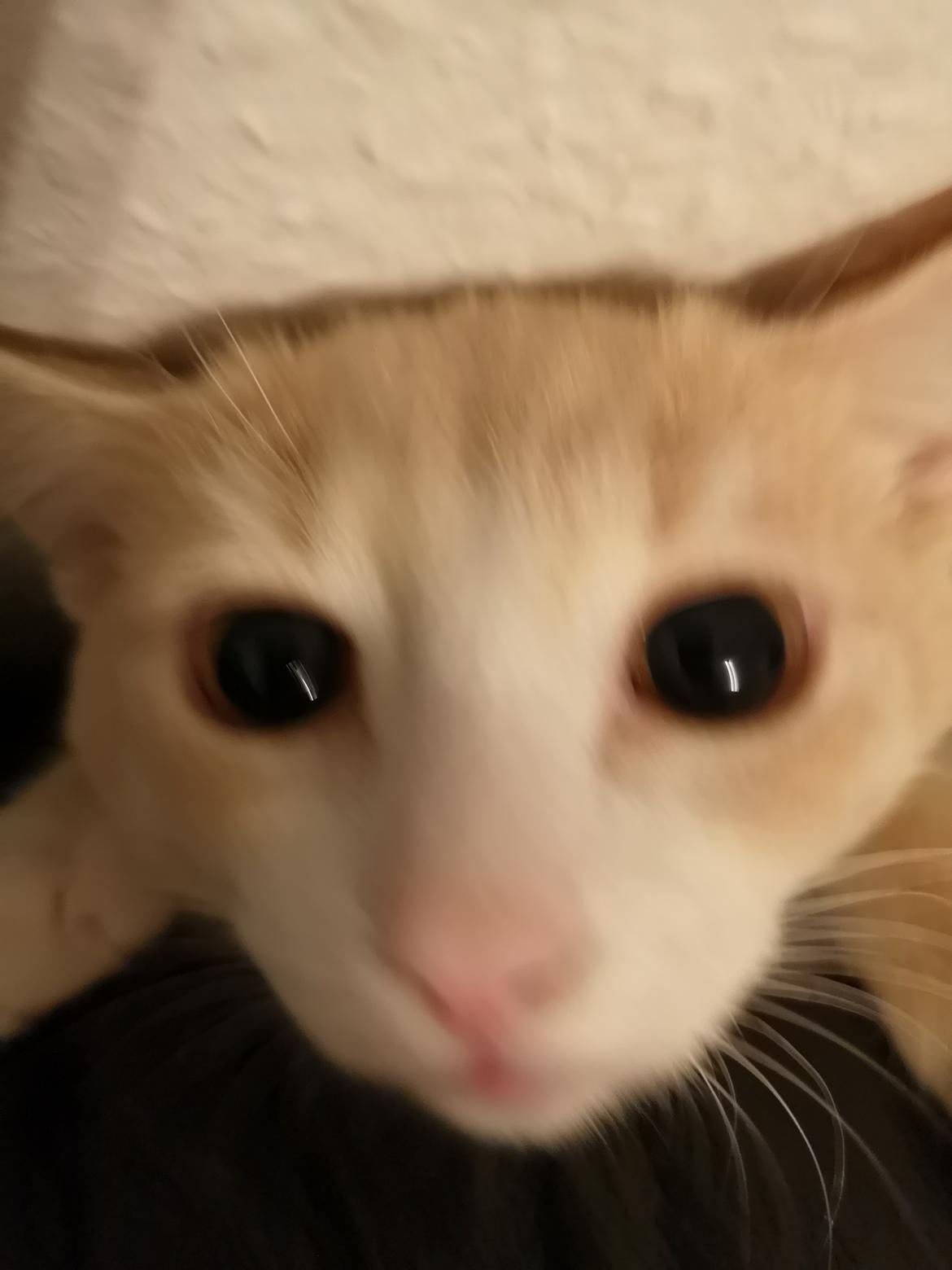 Huskat Kiara billede 14