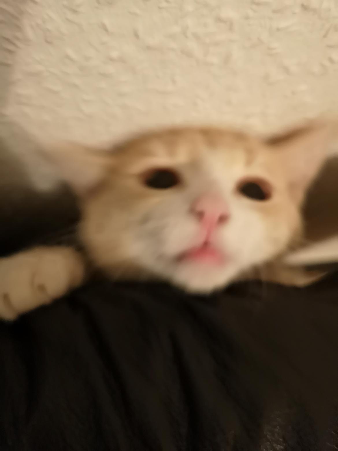 Huskat Kiara billede 15
