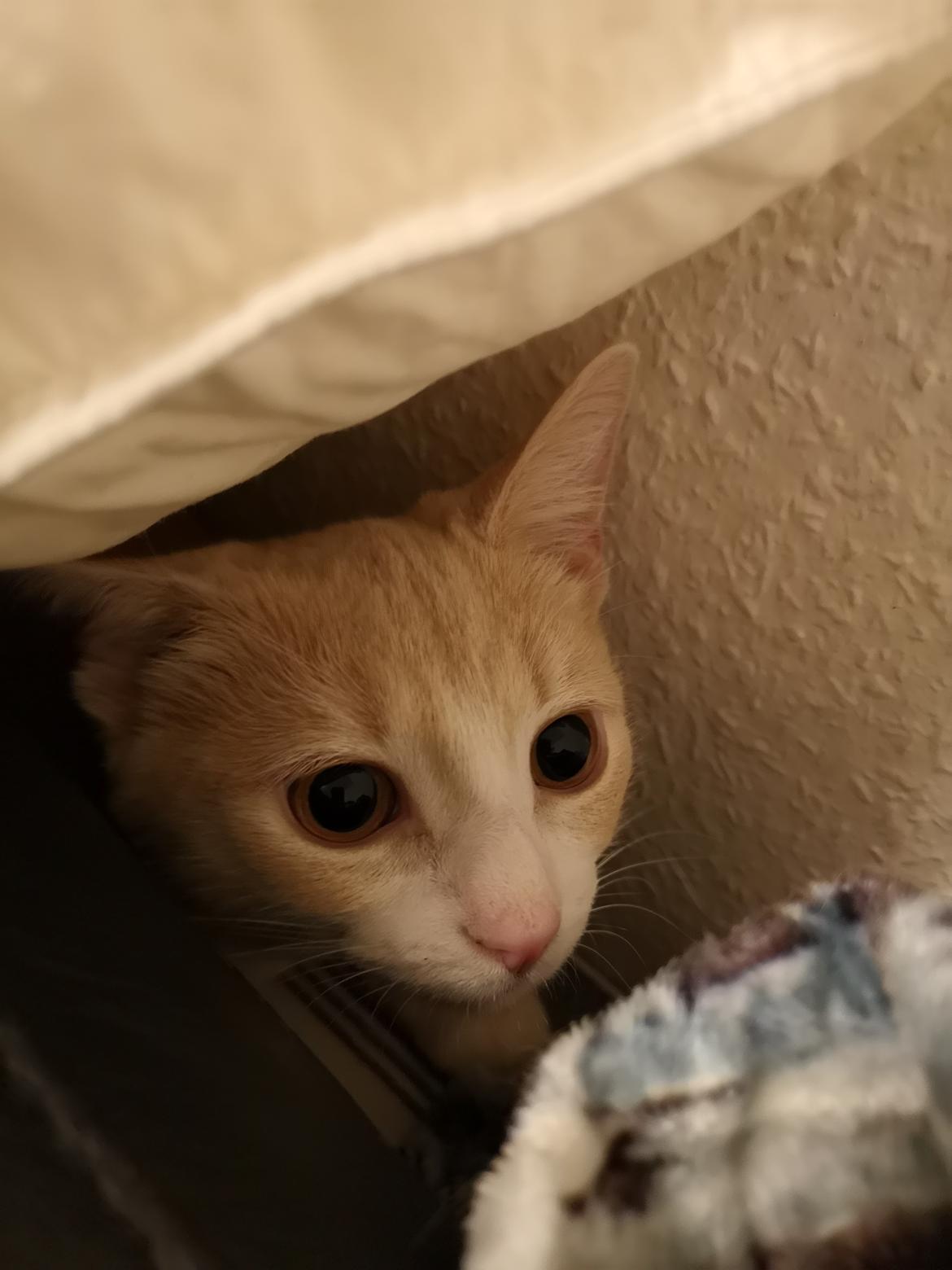 Huskat Kiara billede 16