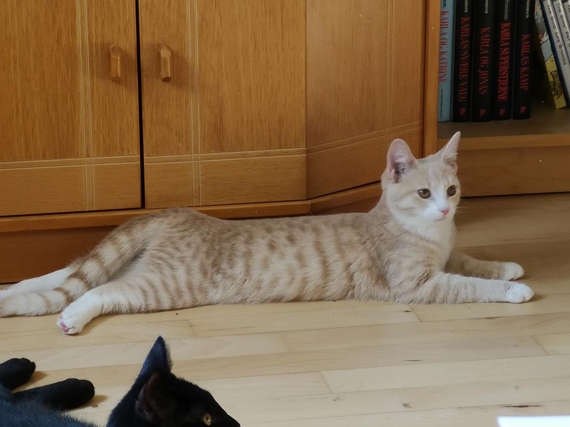 Huskat Kiara billede 17