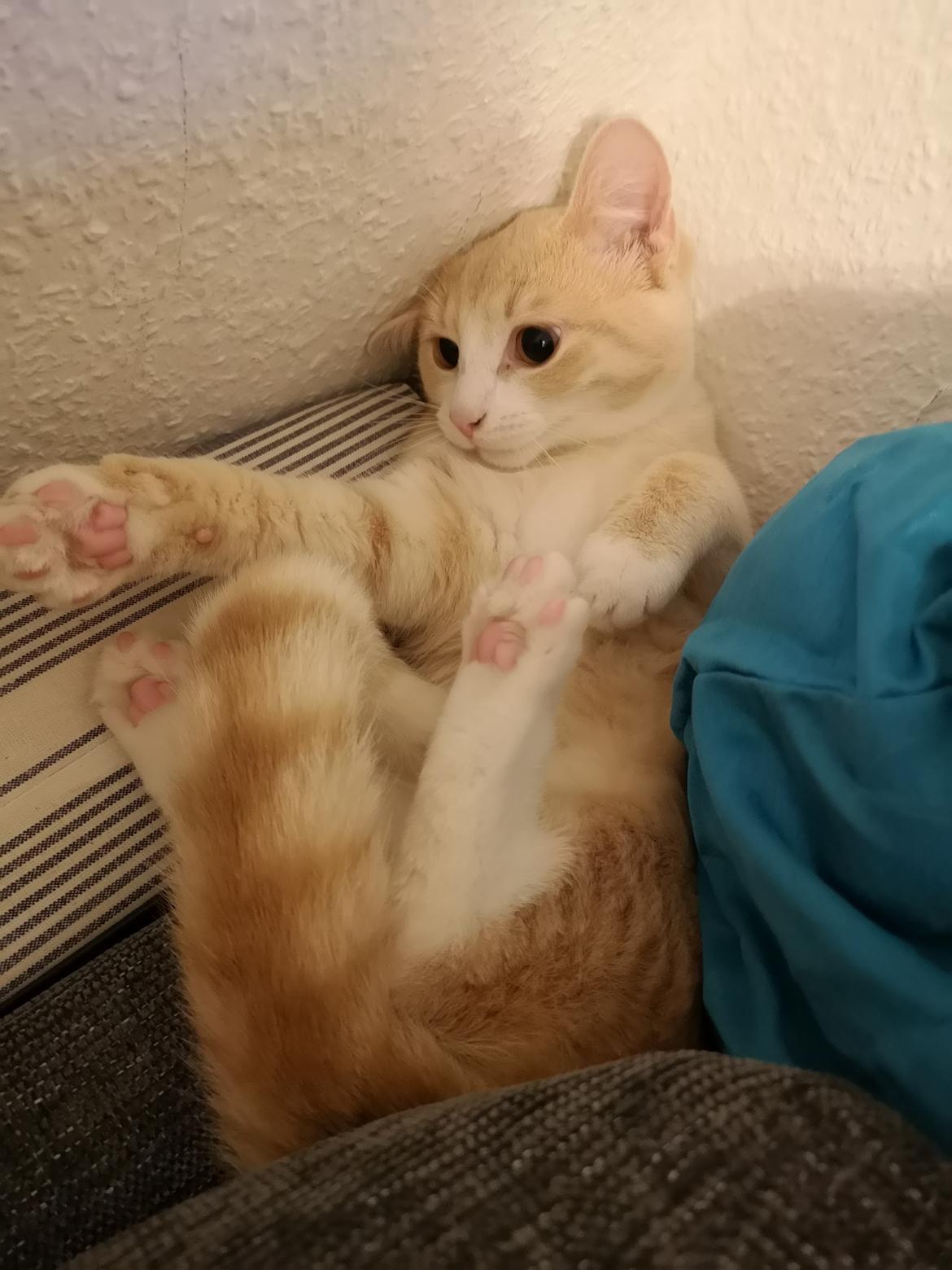 Huskat Kiara billede 18