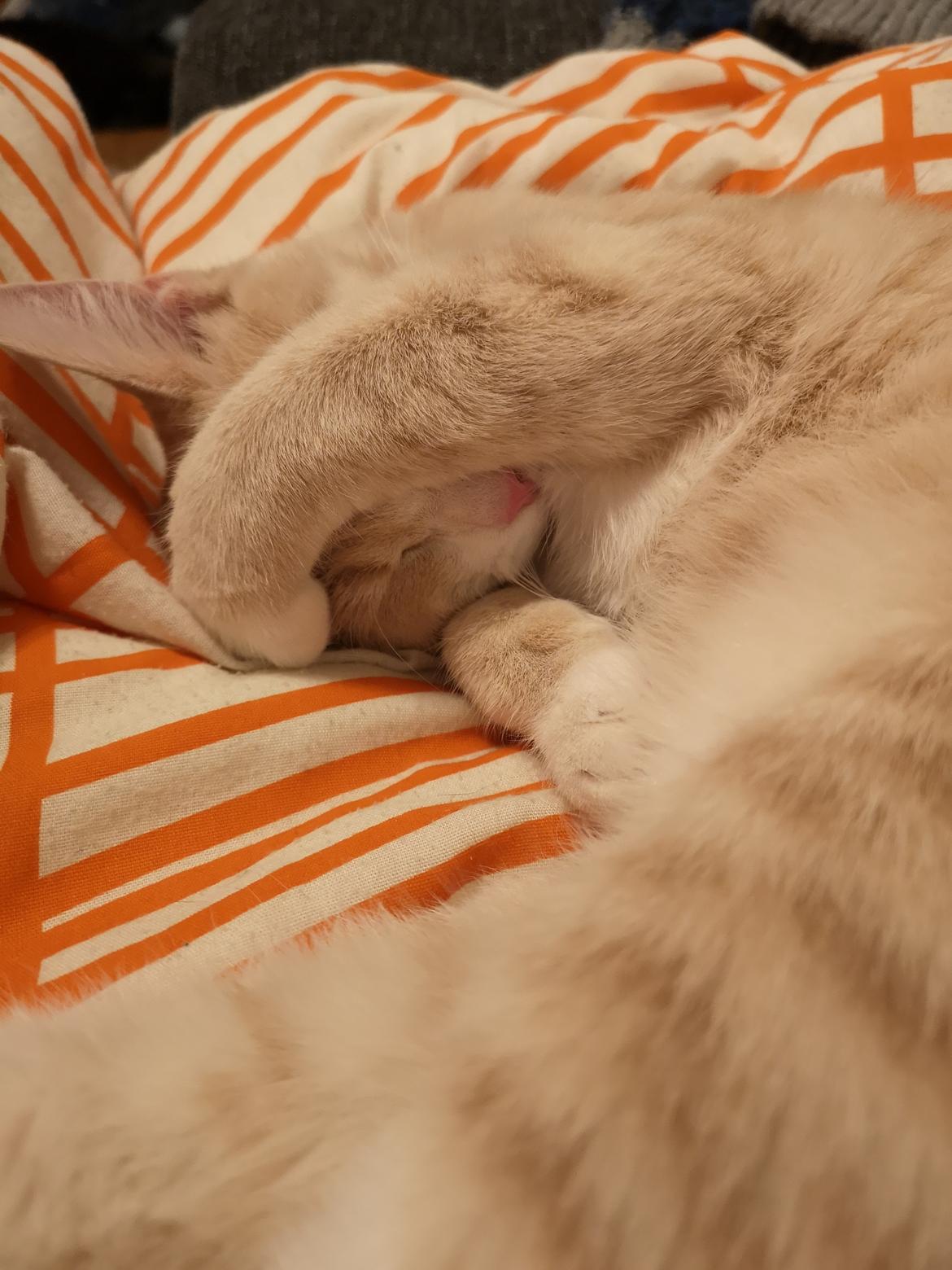 Huskat Kiara billede 19