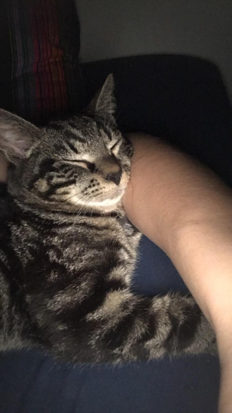 Huskat Morten billede 3