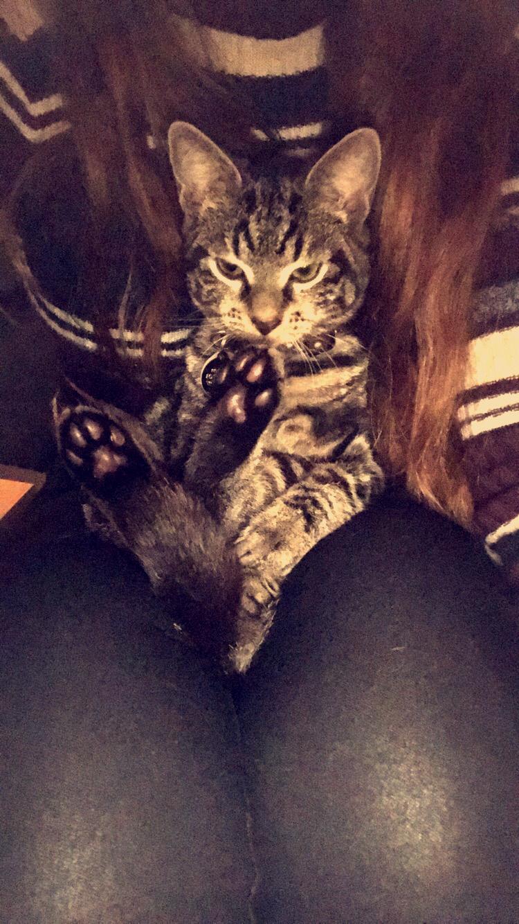 Huskat Morten billede 6