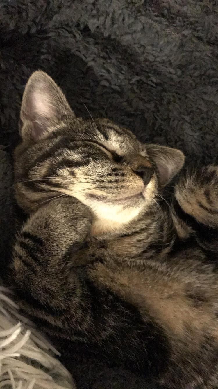 Huskat Morten billede 8