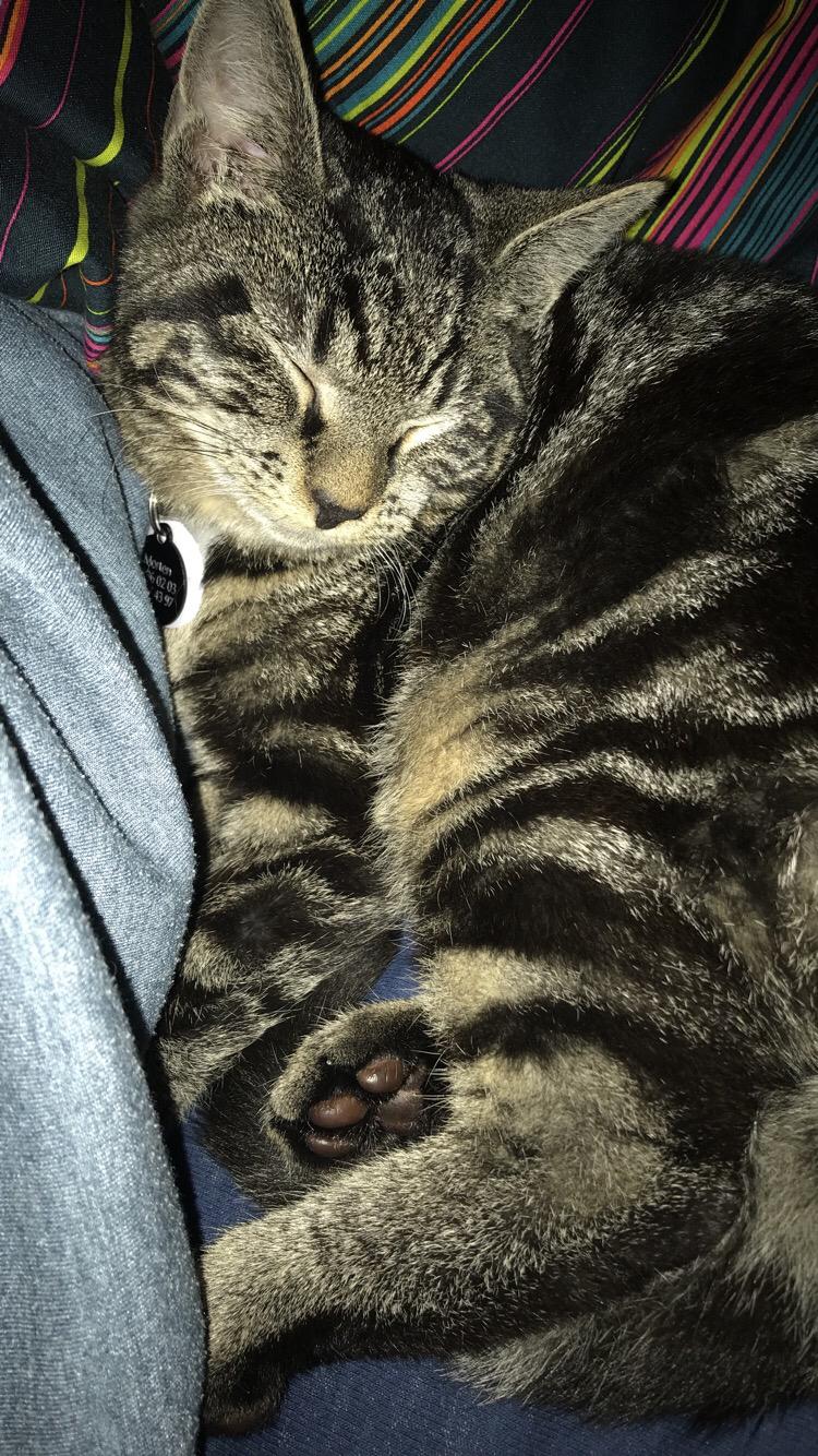 Huskat Morten billede 10