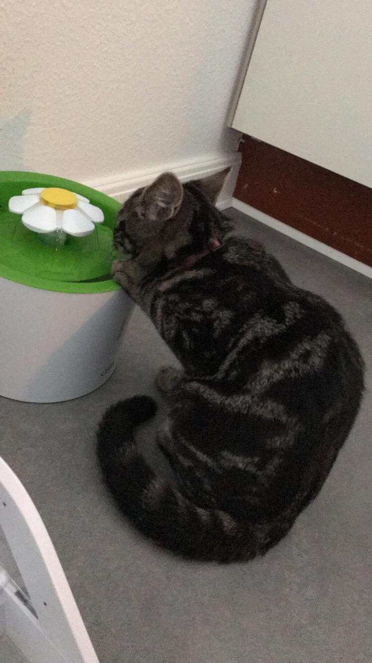 Huskat Morten billede 11