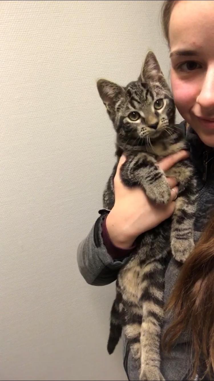 Huskat Morten billede 12