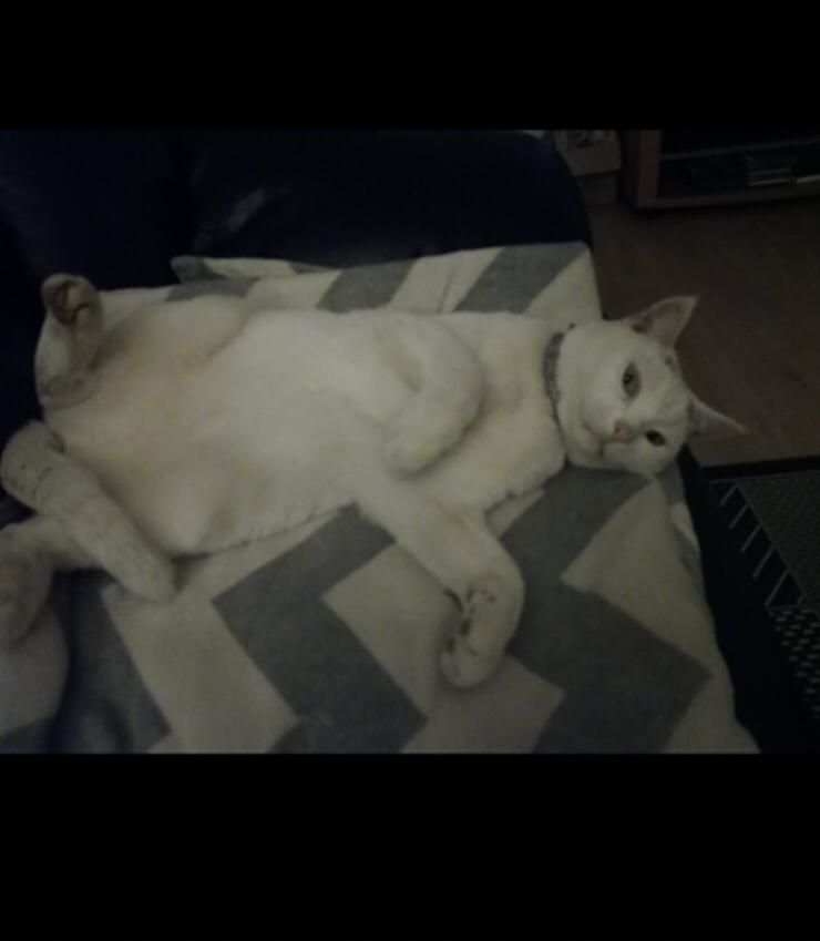 Blanding af racer Panda billede 5