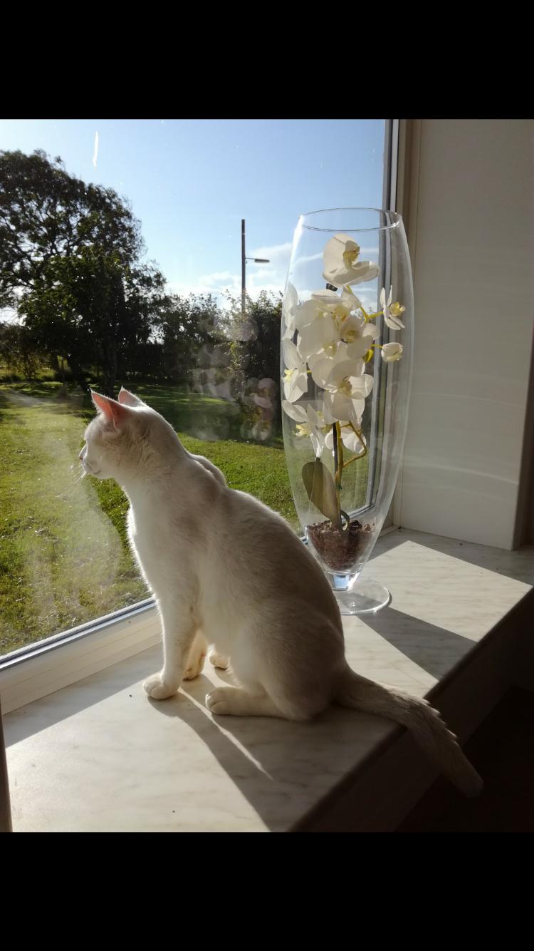 Blanding af racer Panda billede 7