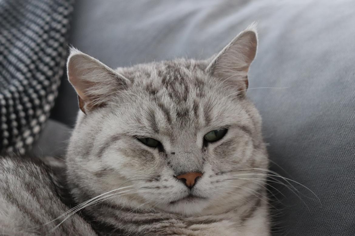 Blanding af racer Adam billede 2