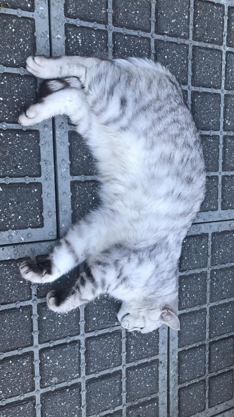 Blanding af racer Adam billede 8