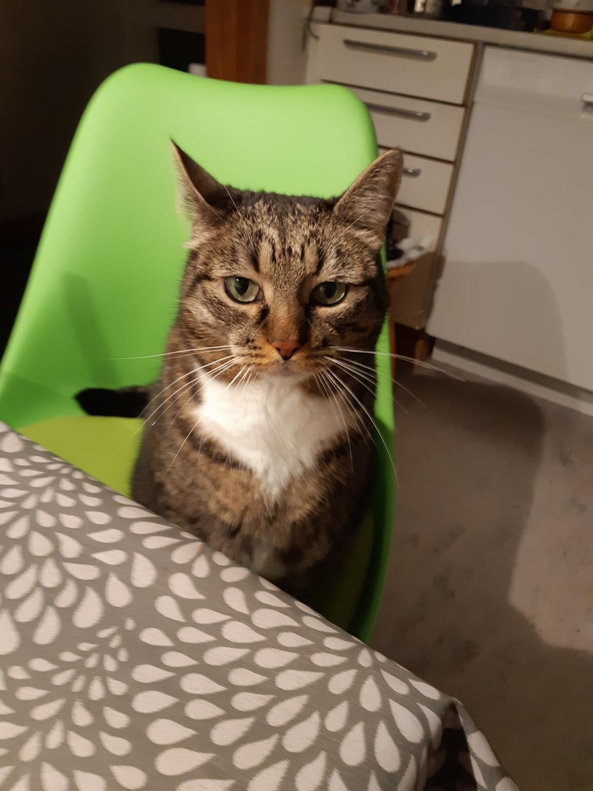 Huskat Elvis billede 6