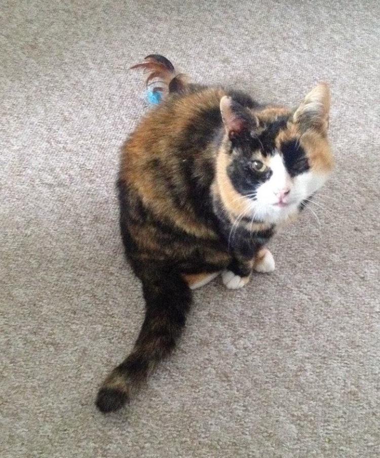 Huskat Fanta billede 1