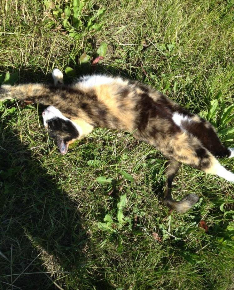 Huskat Fanta billede 5