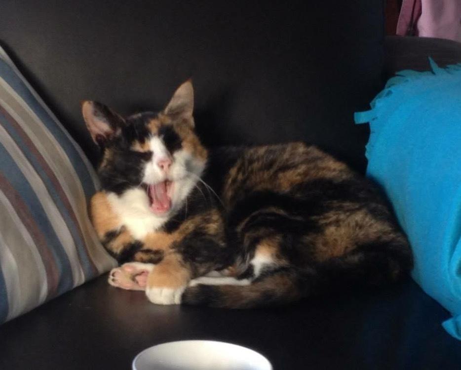 Huskat Fanta billede 7