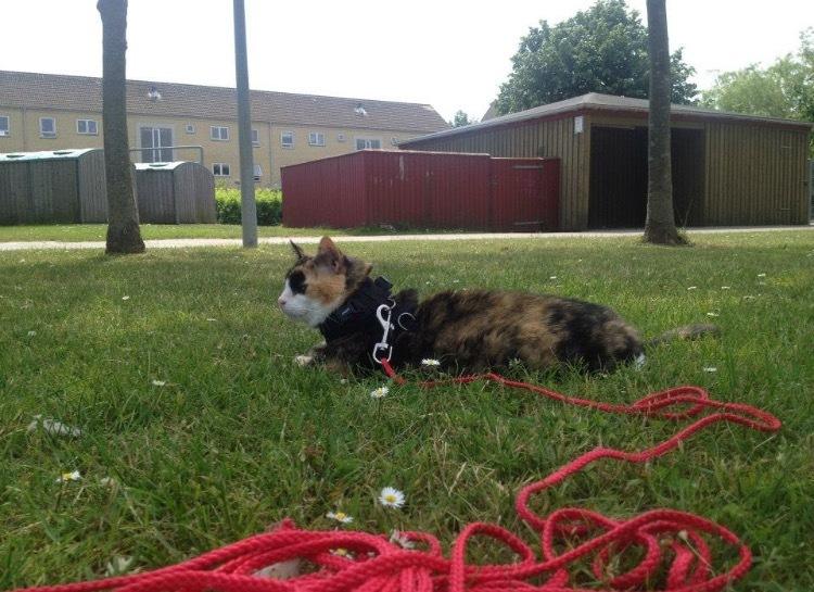 Huskat Fanta billede 13