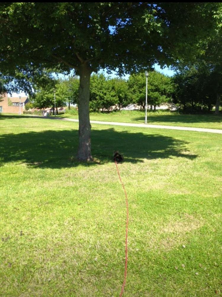 Huskat Fanta billede 14