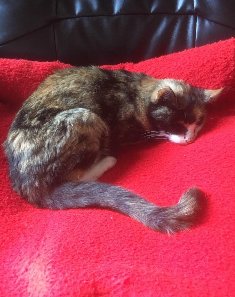 Huskat Fanta billede 15