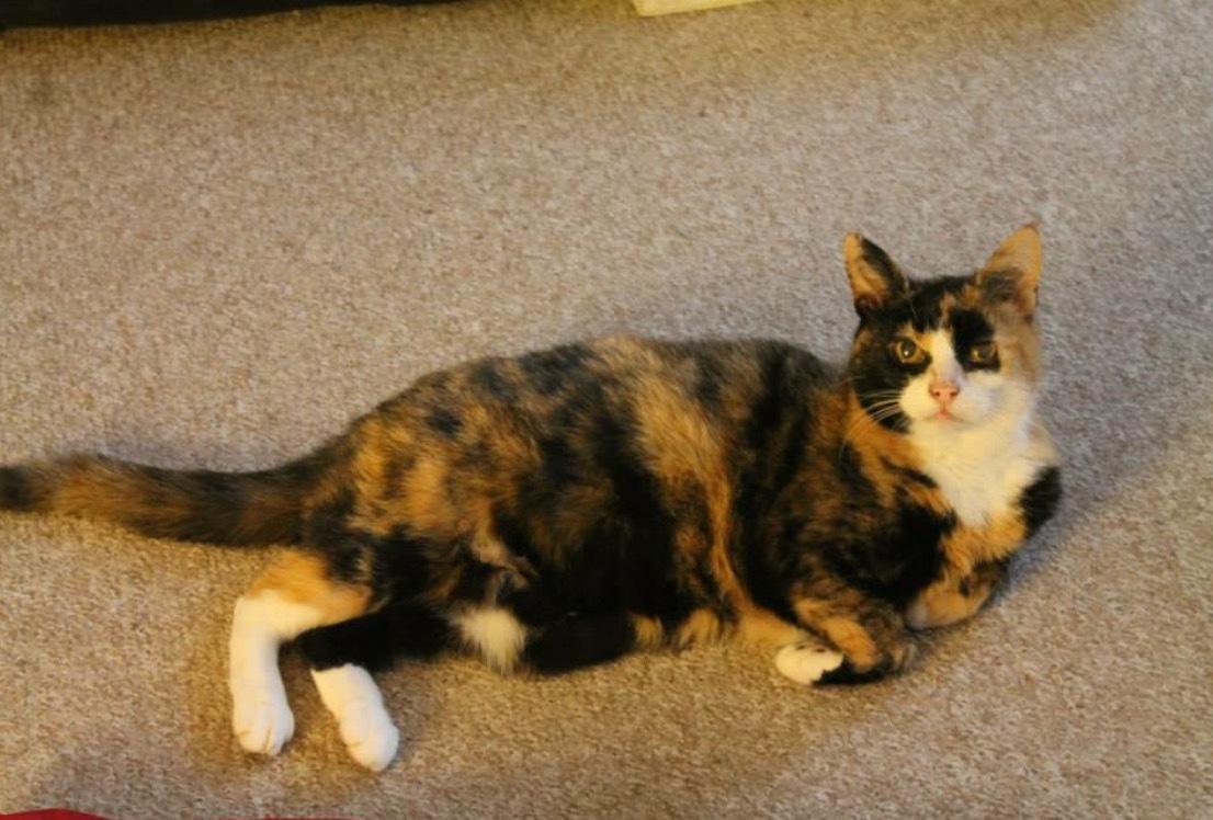 Huskat Fanta billede 2