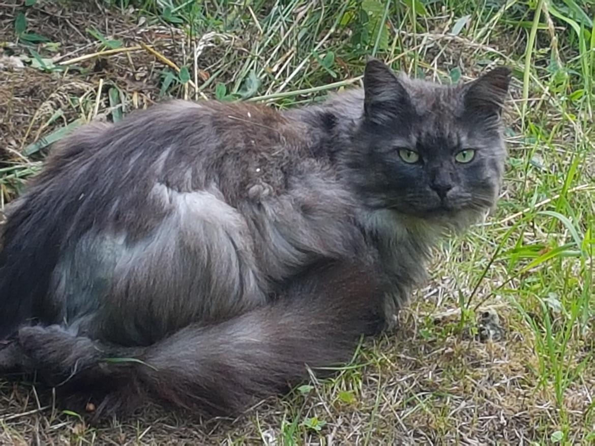 Maine Coon Gustav billede 1