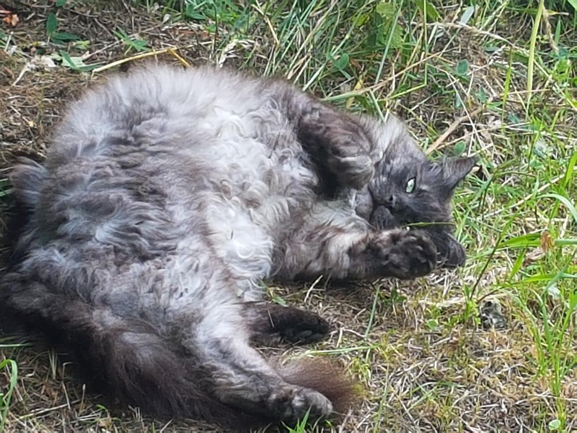 Maine Coon Gustav billede 2