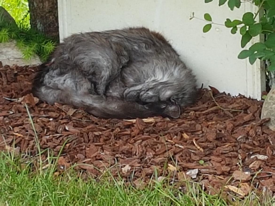 Maine Coon Gustav billede 7