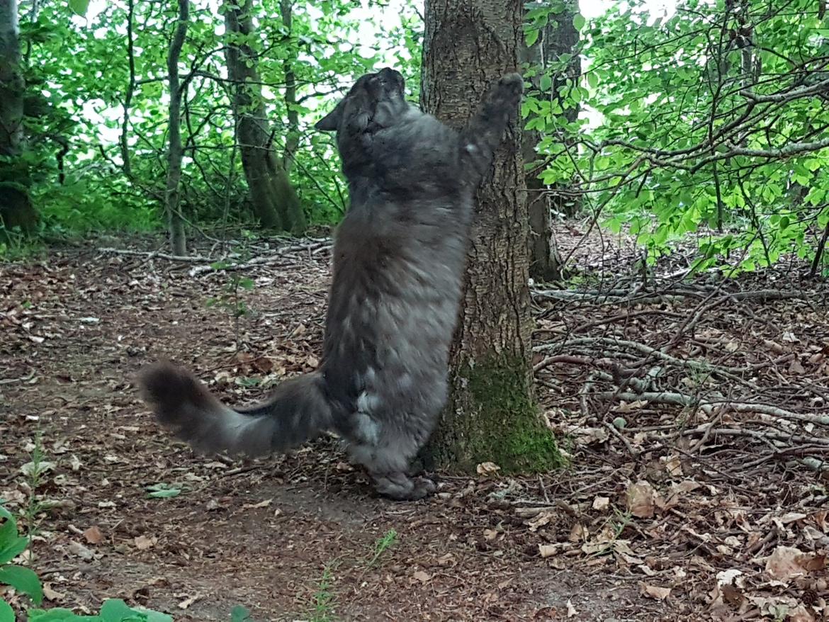 Maine Coon Gustav billede 8