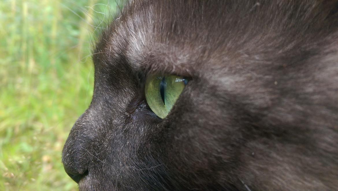 Maine Coon Gustav billede 15