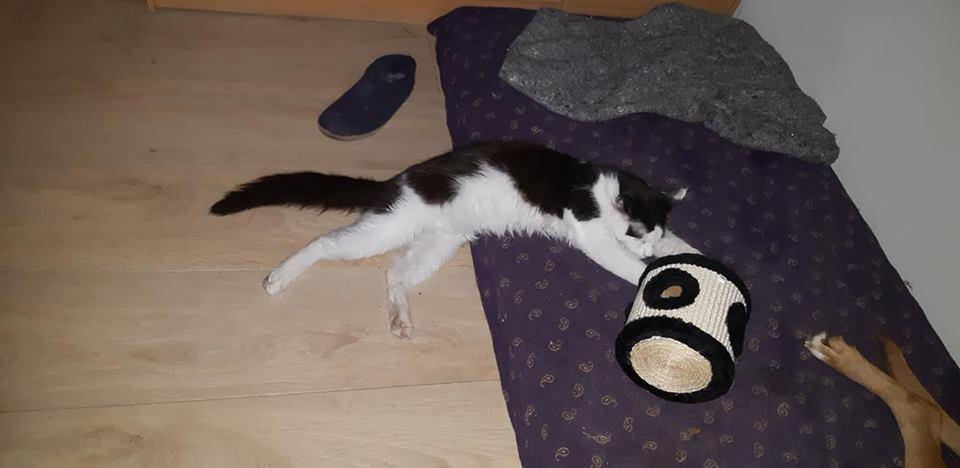 Maine Coon Konrad billede 7