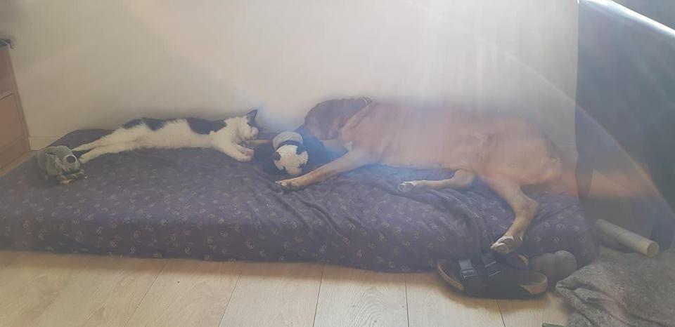 Maine Coon Konrad billede 10