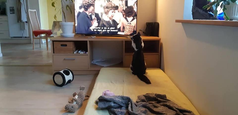 Maine Coon Konrad billede 15