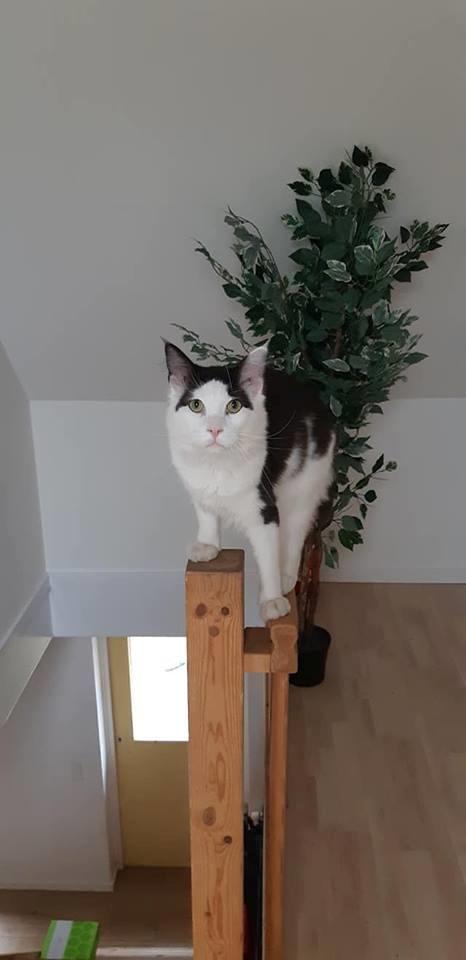 Maine Coon Konrad billede 3