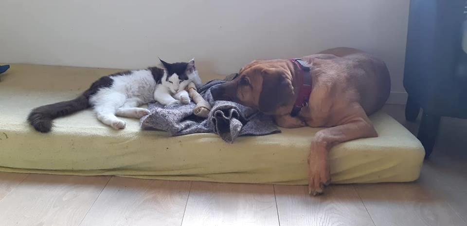 Maine Coon Konrad billede 23