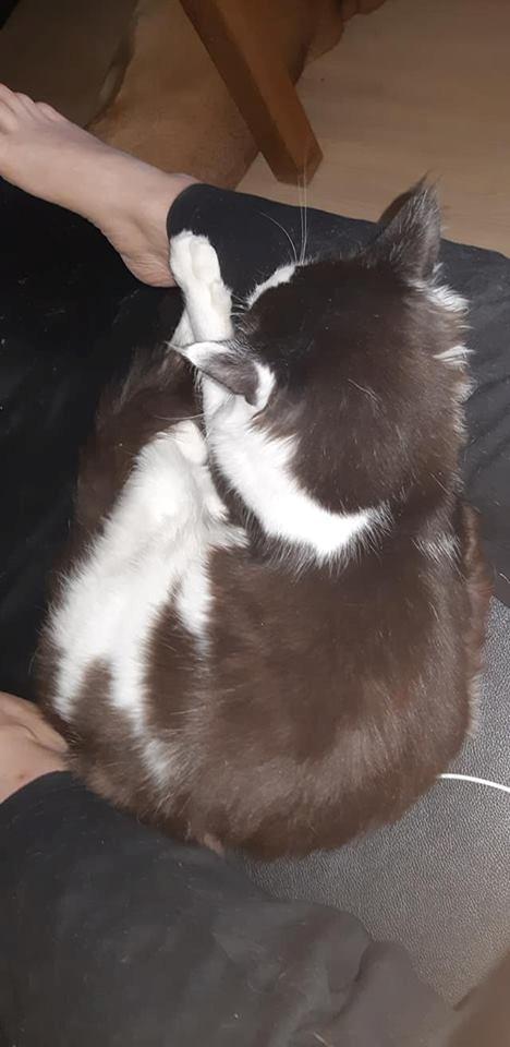 Maine Coon Konrad billede 25