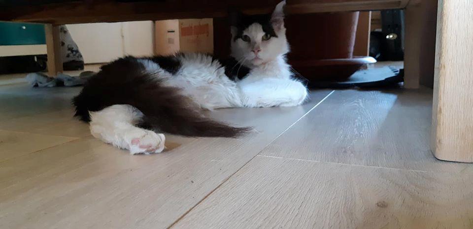 Maine Coon Konrad billede 27