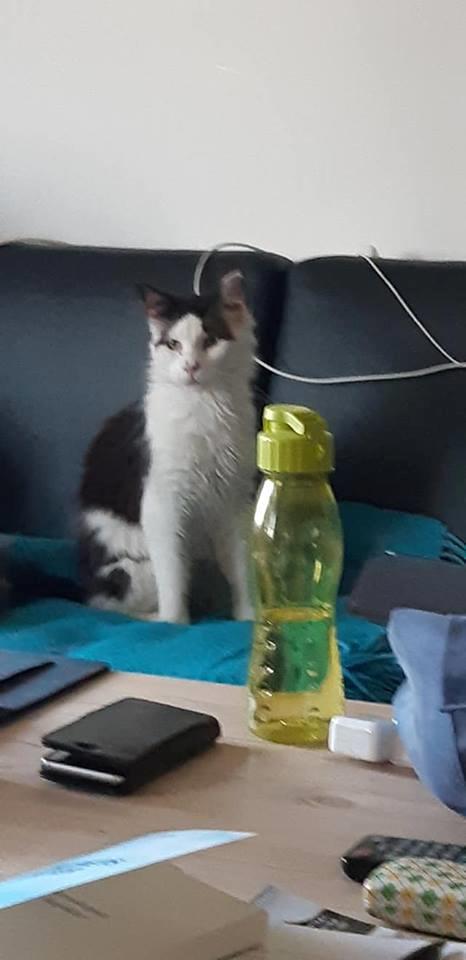 Maine Coon Konrad billede 29