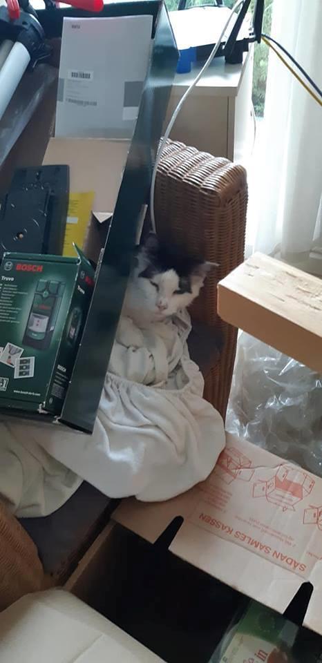 Maine Coon Konrad billede 33