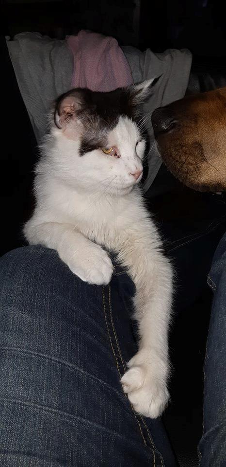 Maine Coon Konrad billede 34