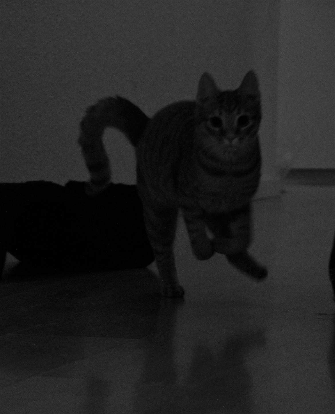 Huskat Simba billede 10