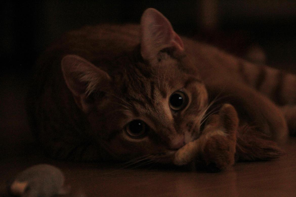 Huskat Simba billede 11