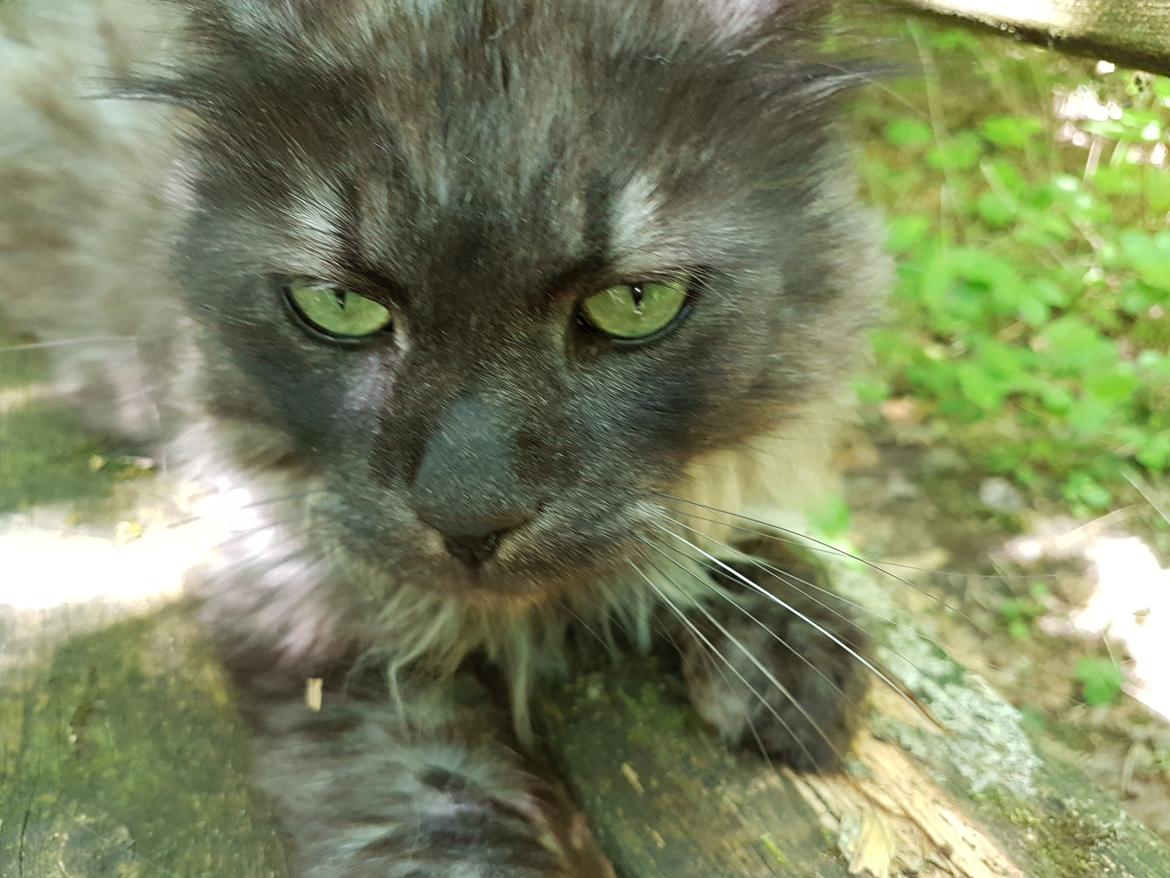 Maine Coon Gustav billede 18