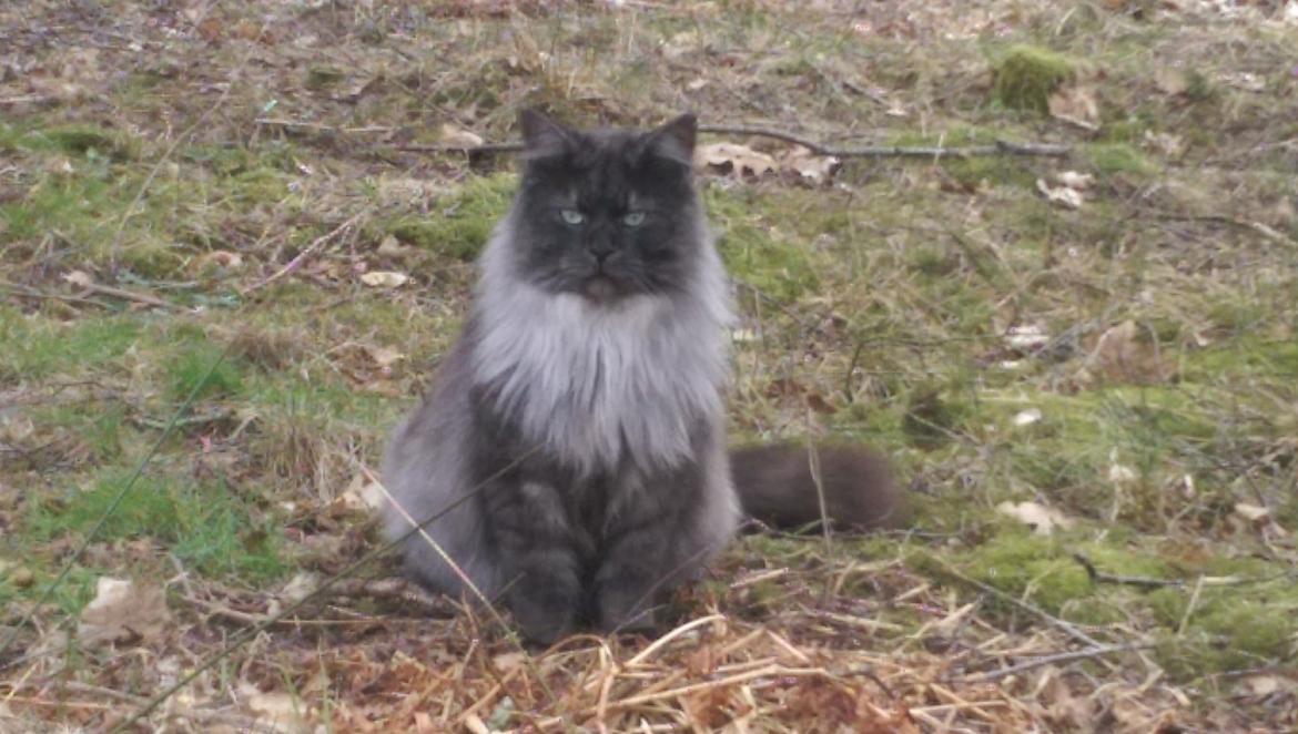 Maine Coon Gustav billede 23