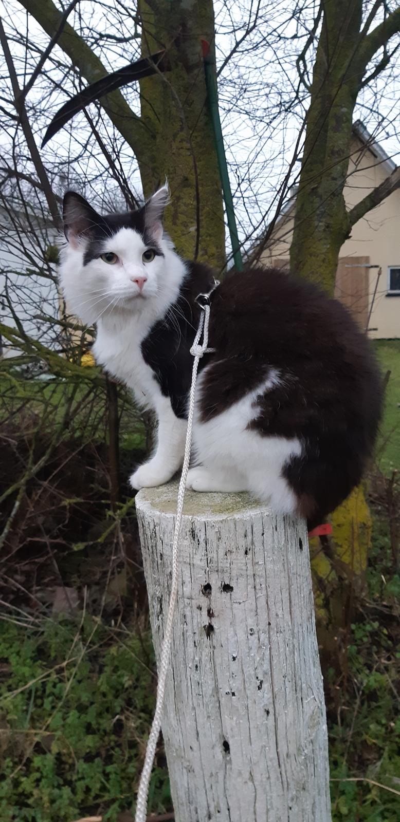 Maine Coon Konrad billede 9