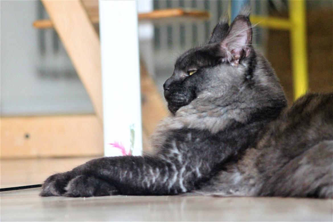 Maine Coon DK Jesma Cat's Knight in Dark billede 3