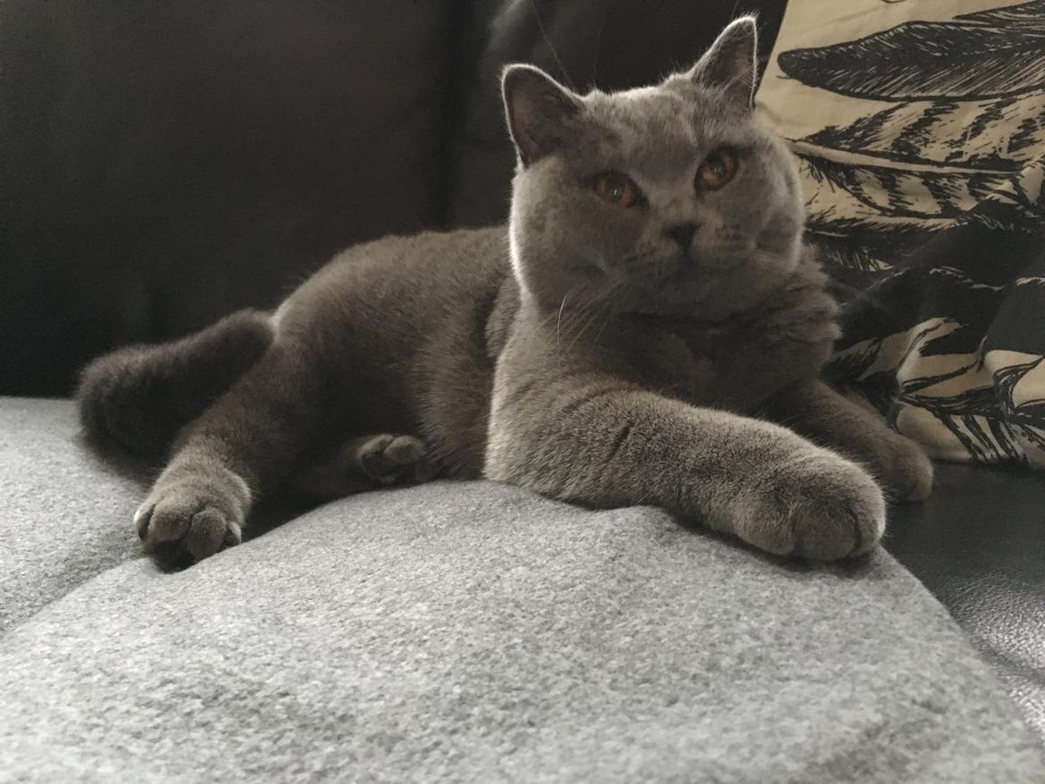 British Shorthair Tinka - Sofaløve 9 mdr billede 37