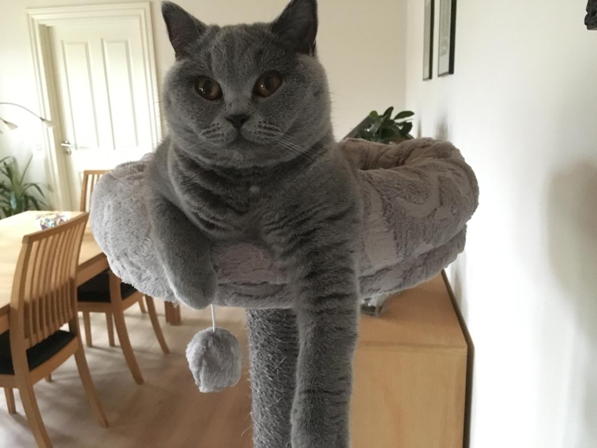 British Shorthair Tinka - 8 mdr billede 38